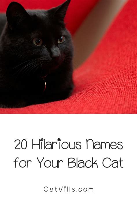 cute black female cat names|female black kitty names.